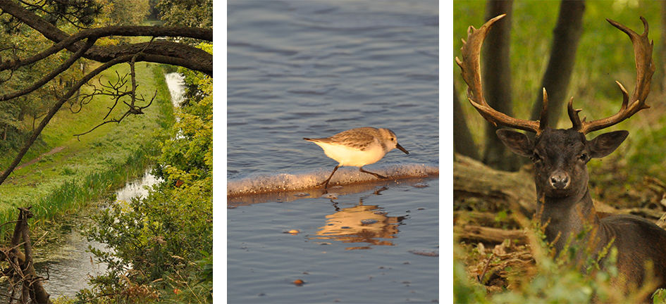 Natuurgebied in Zeeland  een vogel en een hert