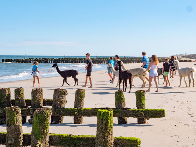 Alpaca's Zeelandia Aagtekerke