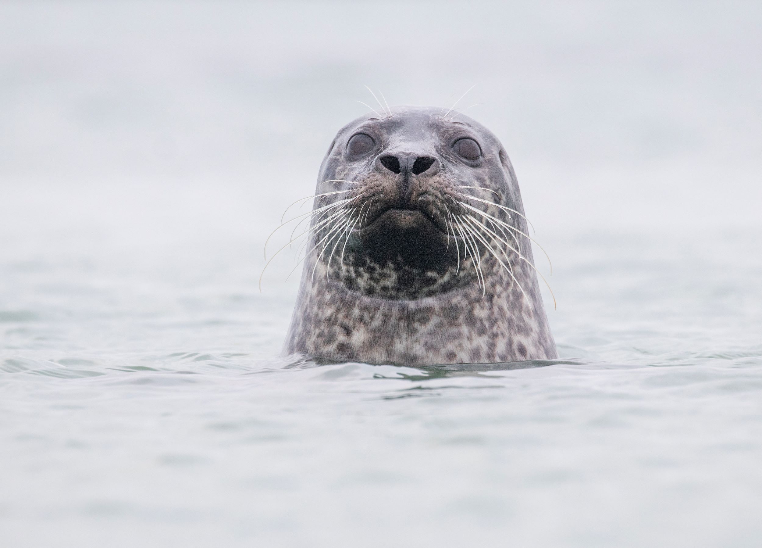  Zeehond Neeltje Jans