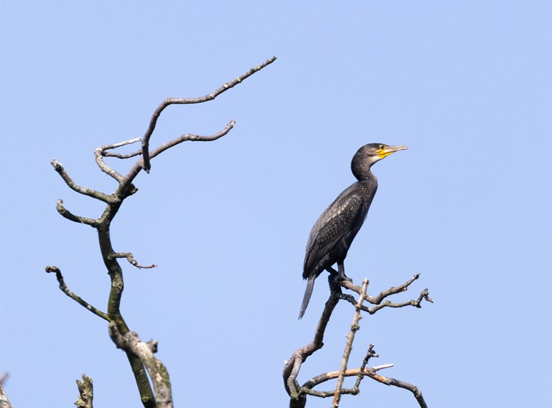 Marco van de Burgwal, Staatsbosbeheer, Voel je even boswachter in het Veerse Bos