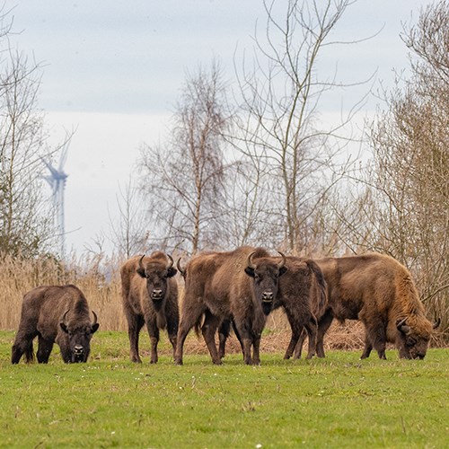 wisent ommetje