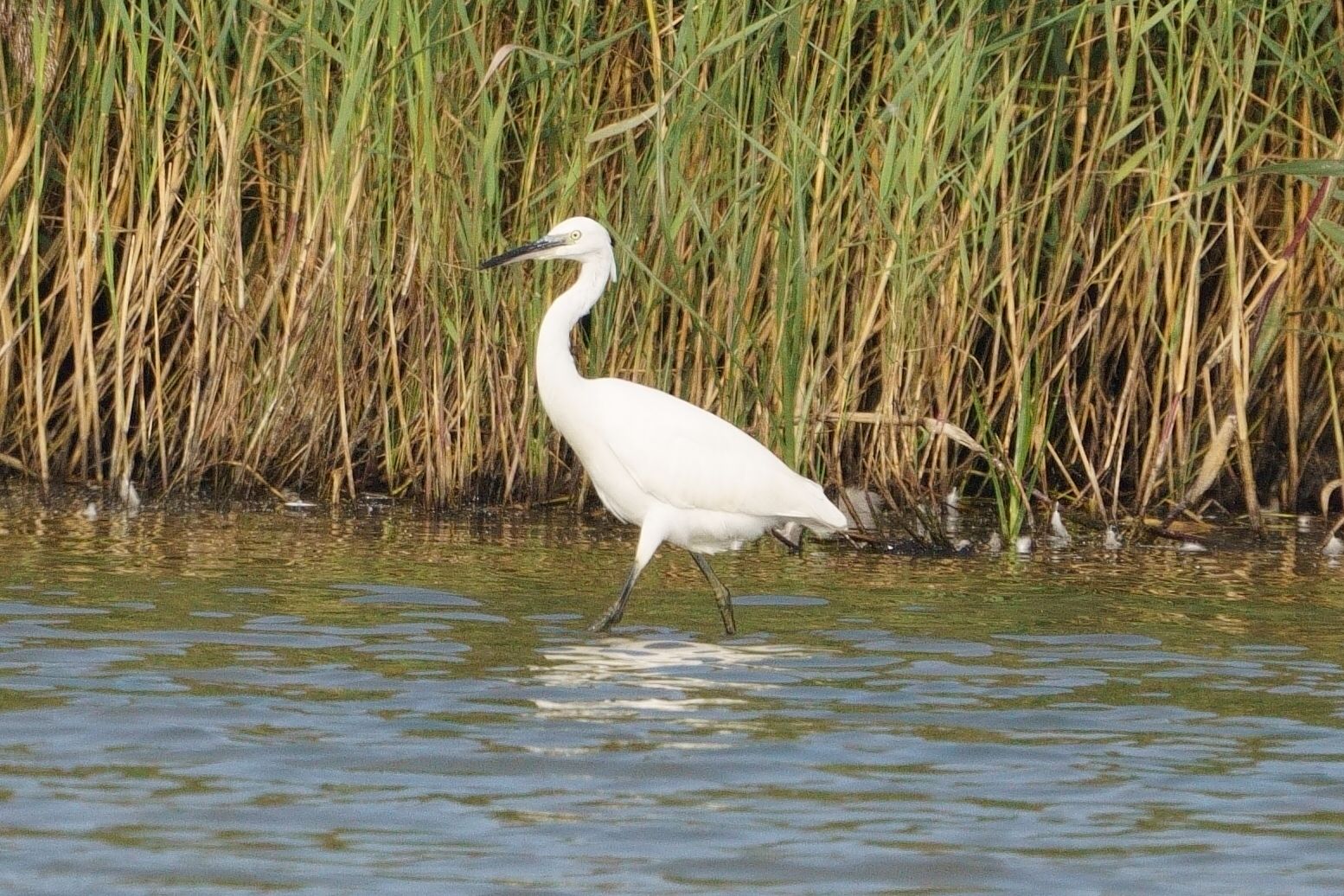 zilverreiger 