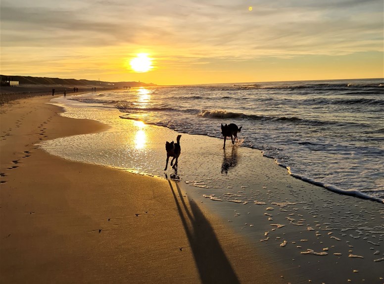 met de hond naar het strand