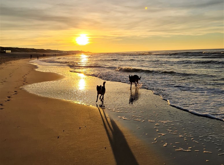Walking your dog on the beach