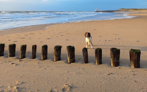 Hund am Strand in Zeeland