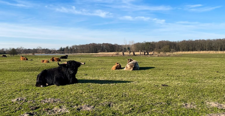 Hooglander-zwin-zeeuws-vlaanderen