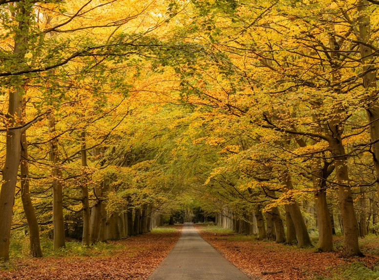 bos herfst