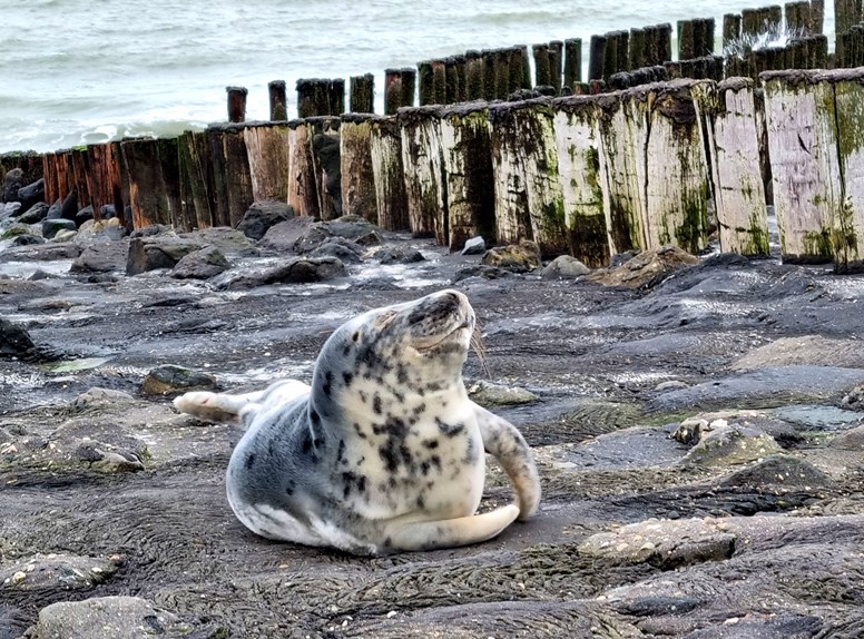 Zeehonden, hoe herken je ze?