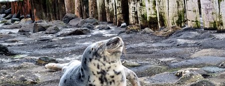 Seal in Zeeland