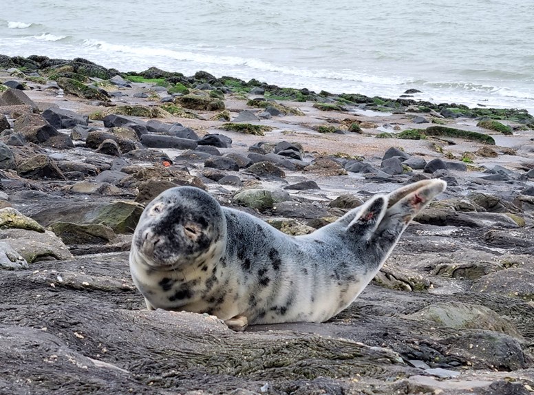 Zeehond