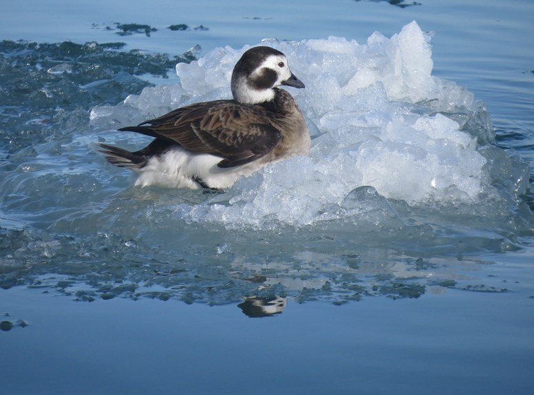 Bijzondere vogels