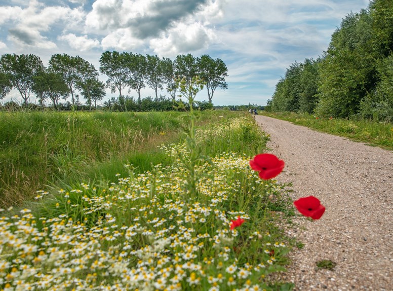 Bunkerpad Walcheren bloemen