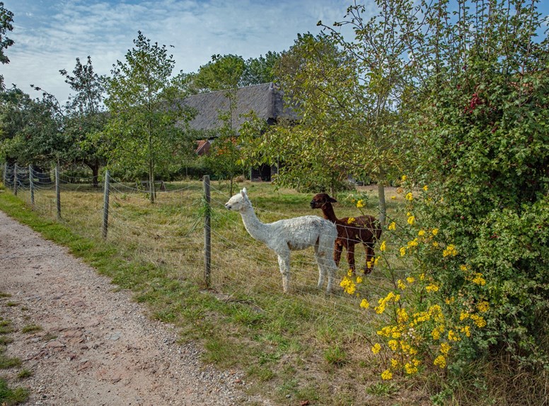 alpaca in wei