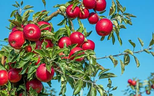 appels aan boom