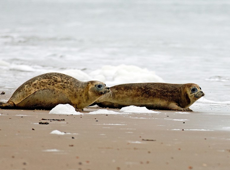 zeehonden