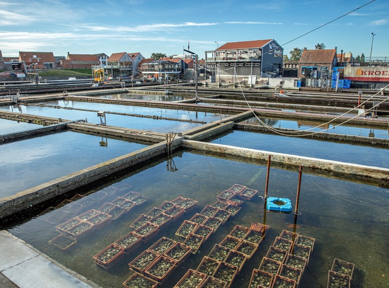 De prachtige Zilte fietsroute langs mosselen en oesters gaat over het eiland Zuid-Beveland.