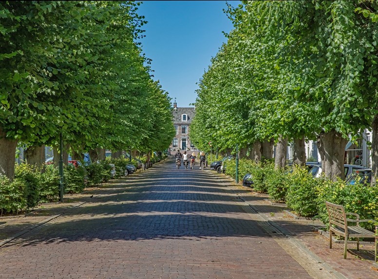 Colijnsplaat laan bomen fiets