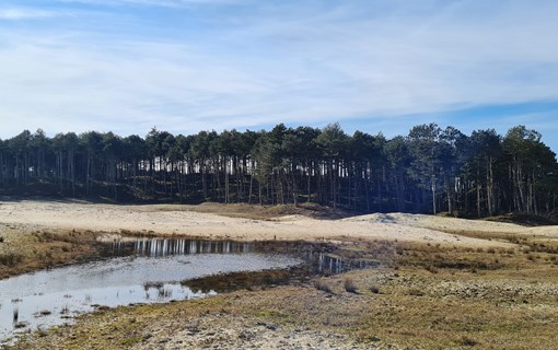 Zeeland natuur, duidelijk in het Land van Saeftinghe