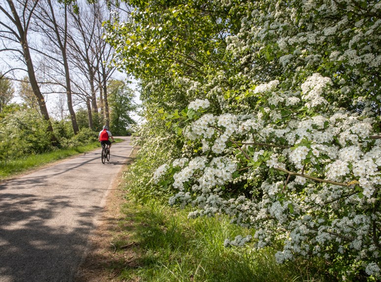 Bloemdijk