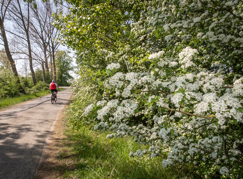 Cyclist riding along a flower-lined dike