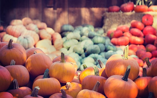 Herbststimmung Kürbisse