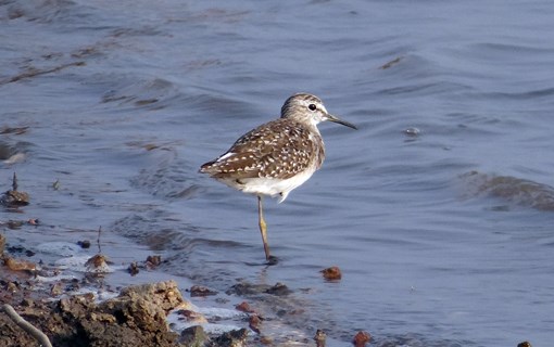 Strandloper