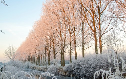 natuur winter