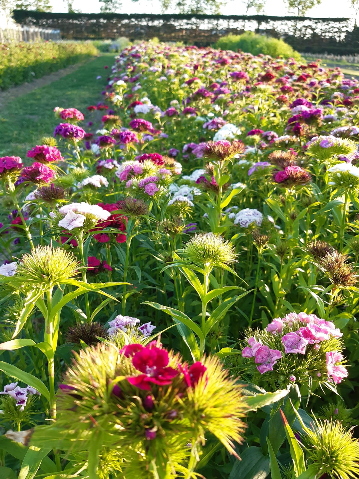 Tuinen en natuurparken in Zeeland. Lees hier meer over alle soorten tuinen die je kunt bezoeken zoals pluktuinen Zeeland of theetuinen Zeeland. 