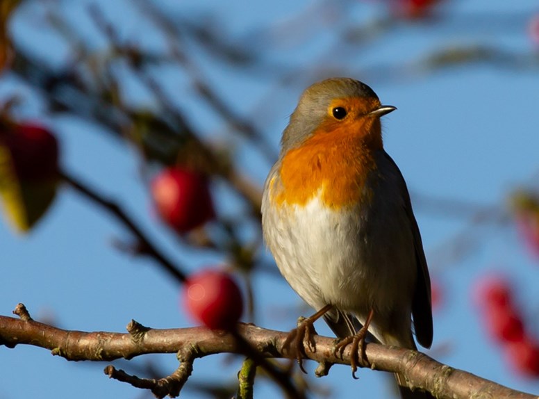 Roodborstje, tuinvogel