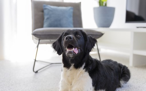 Dormio Resort Nieuwvliet-Bad