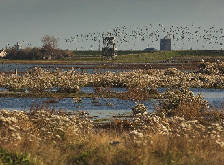 Schelphoelk, zuidkust van Schouwen-Duiveland