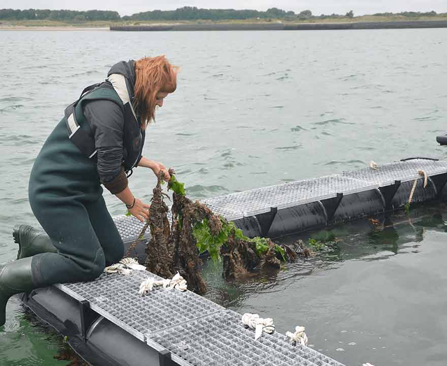 Pionierende organisaties doen onderzoek naar zeewier