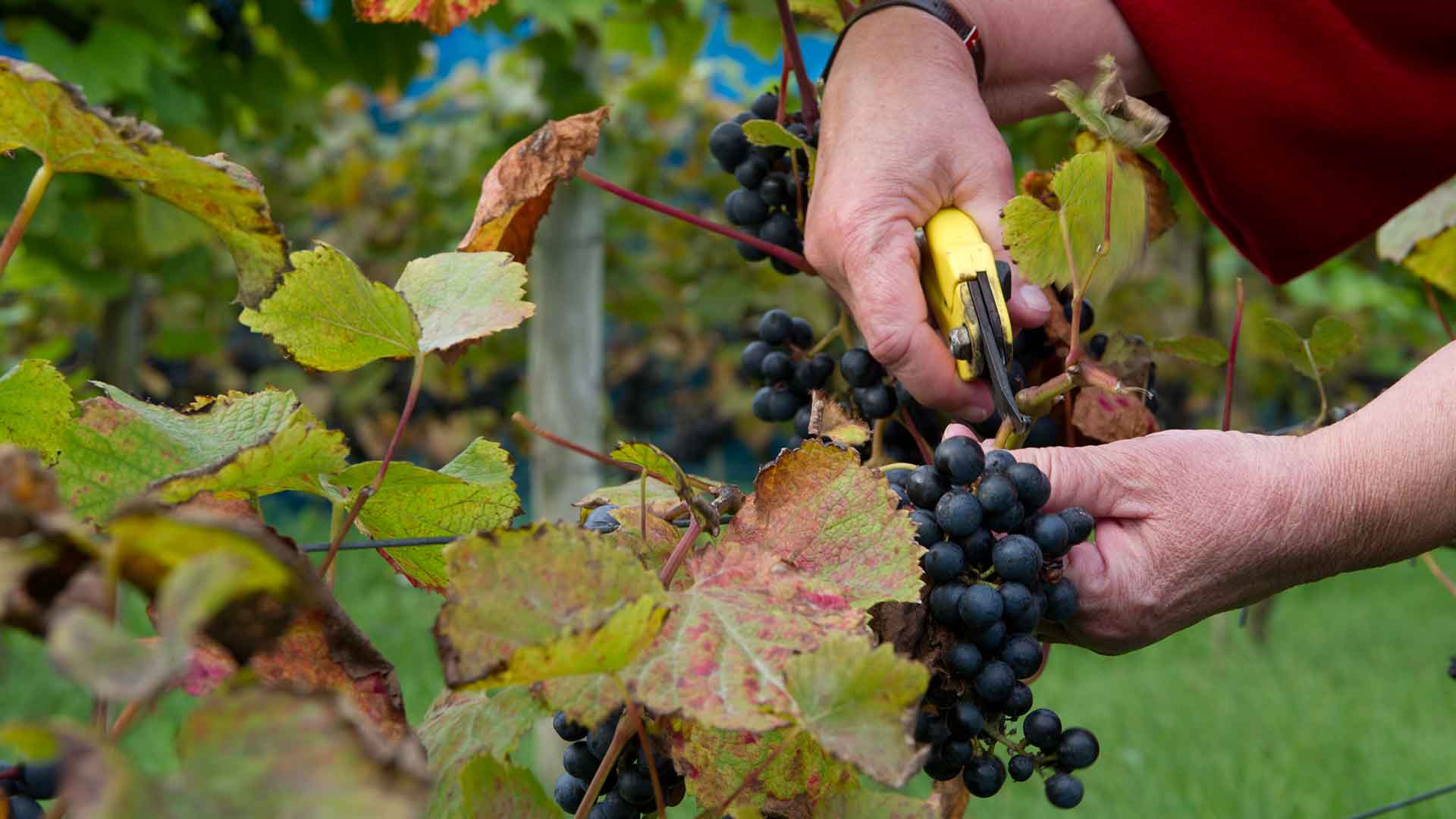 Druivenoogst op Schouwen-Duiveland