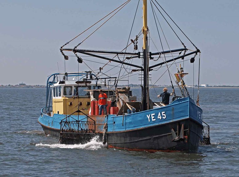 Oesters