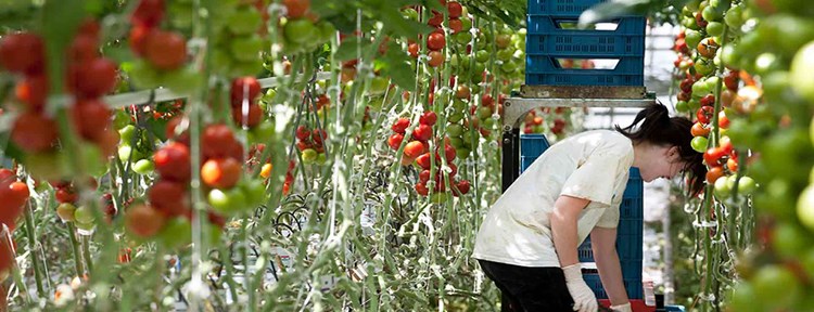 Tomatenoogst in de kassen van Biopark Terneuzen