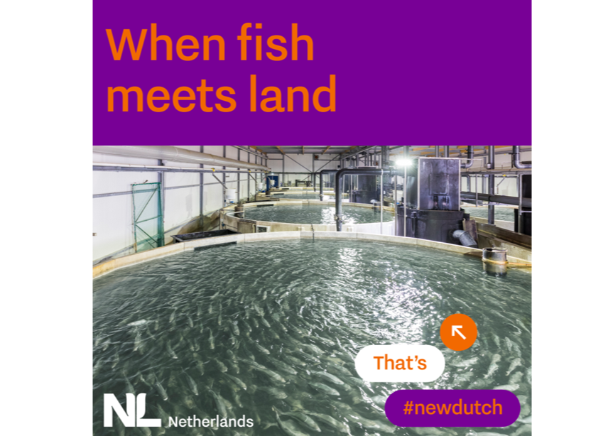 The Kingfish Company