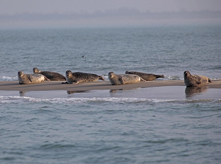 Zeehonden in Zeeland