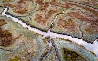 Zeehonden in de natuur in Zeeland