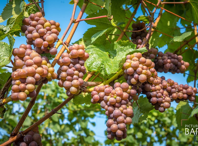 druiven, wijngaarden in Zeeland